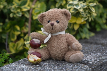 Teddy mit Kastanien