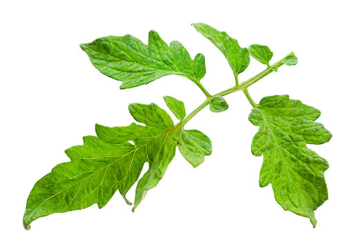 Tomato leaf closeup