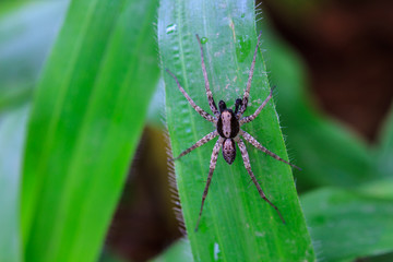 spider in forest