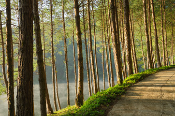 Pine forests and lakes at Pang Ung,Thailand
