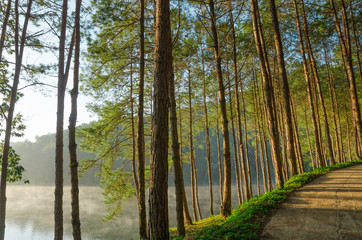 Pine forests and lakes in the morning at Pang Ung,Thailand