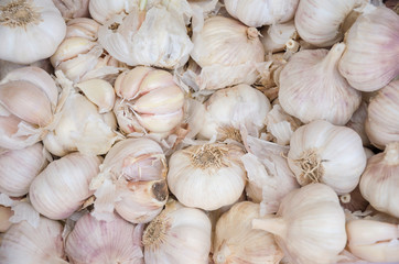 garlic background