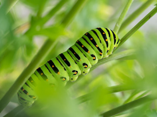 黄揚羽の終齢幼虫