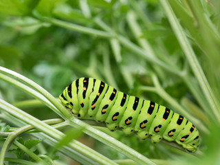 イタリアパセリを食べる青虫