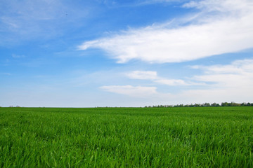 Obraz premium Grass background