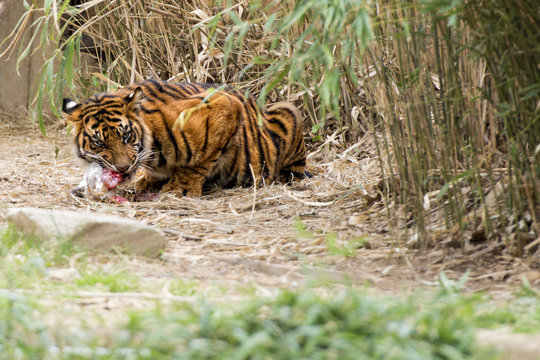 Tiger Eating and looking at you