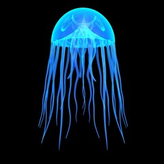 Fototapeta premium Jellyfish