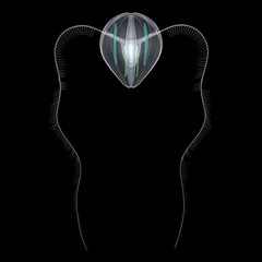 Fototapeta premium Ctenophora