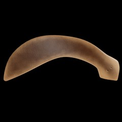 Dugesia (planarian)