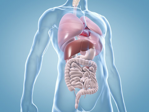 Innere Organe: anatomische 3D-Illustration