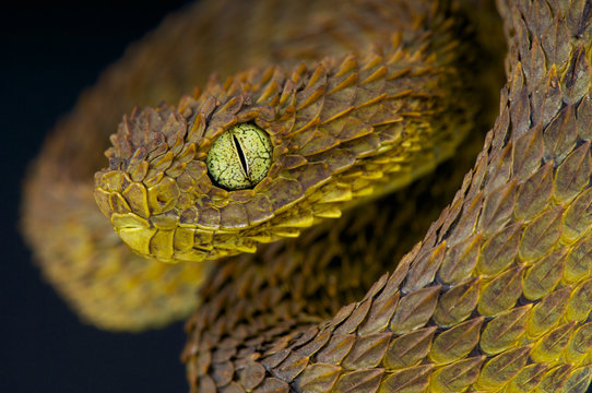 21 Atheris Hispida Images, Stock Photos, 3D objects, & Vectors