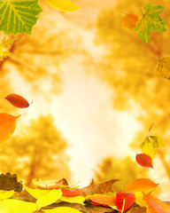 Herbstlaub