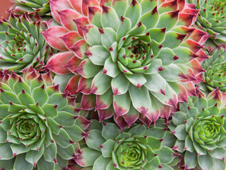 Sempervivum Hirtum plant and plantlets