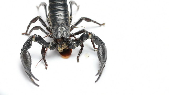 Black scorpion eating insect