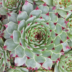 Sempervivum Hirtum detail