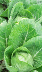 cabbage in the garden