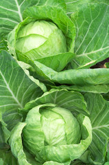 Fototapeta premium cabbage in the garden