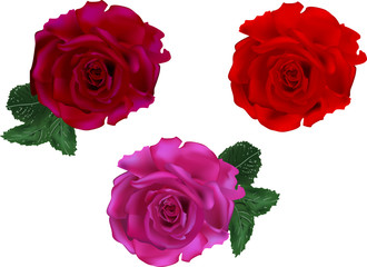 set of three dark red rose blooms