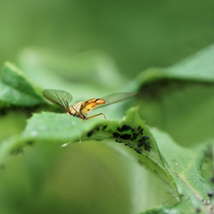 Schwebfliege