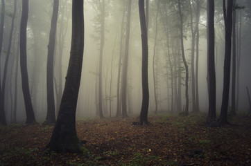 foggy forest after rain