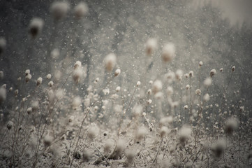snow falling and covering the ground