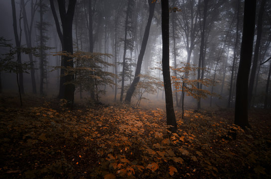 dark misty forest at night with colorful leaves