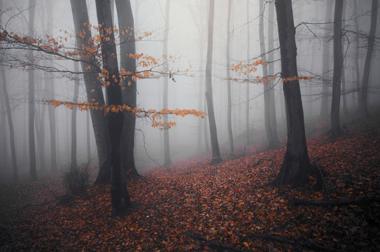 Fototapeta forest in autumn with orange leaves on trees and on the ground