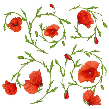 red poppy flower ornament elements collection on white