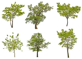 set of six green summer trees isolated on white