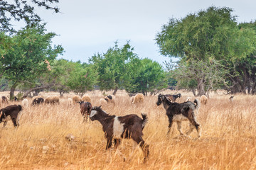 Morrocan goats in the field