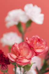 カーネーションの花