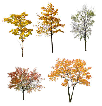 set of five autumn trees isolated on white