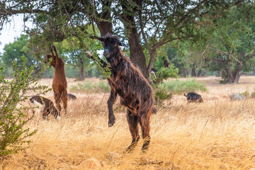 Morrocan goats in the field