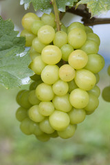 ブドウ畑　シャインマスカット