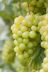 ブドウ畑　シャインマスカット