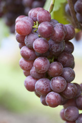 ブドウ畑　ピオーネ