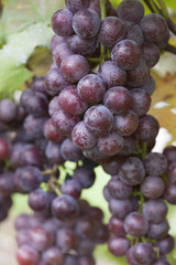 ブドウ畑　ピオーネ