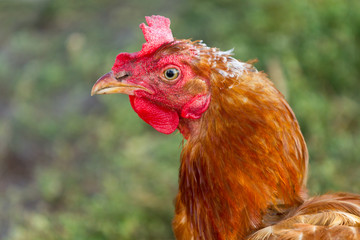 Portrait of a chicken