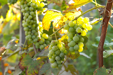 Bunch of green grapes