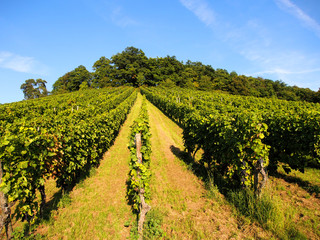 Naklejka premium Weinanbau