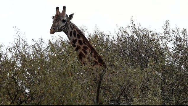 Giraffe in the savanna. Kenya.