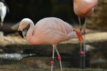 Flamingo in a pool in America.