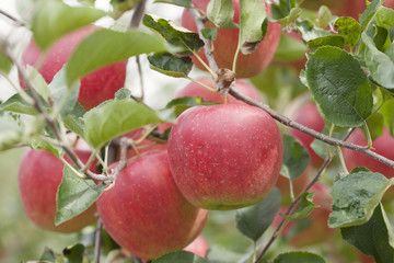 リンゴ畑　陽光