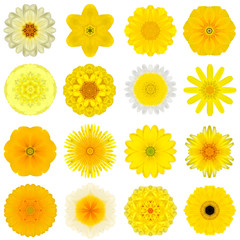 Collection Various Yellow Concentric Flowers Isolated on White