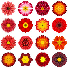 Collection Various Red Concentric Flowers Isolated on White