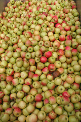 Ein großer Berg  Äpfel in der Kelterei, Hessischer Apfelwein 