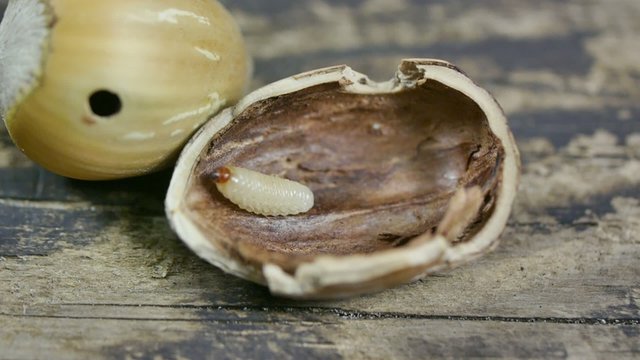 insect curculio nucum in hazelnut