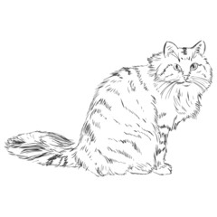 Vector Sketch Cat