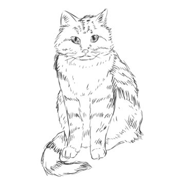 Vector Sketch Cat
