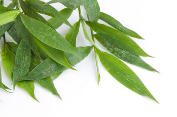 Barbed Grass (Centotheca lappacea (L.) Desv )